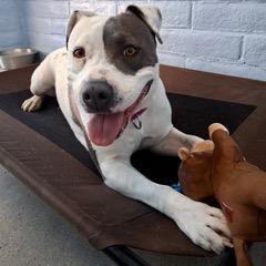 Enlarge Delilah, a Adoptable mixed breed in Green Valley, AZ image 5/6