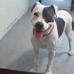 Enlarge Delilah, a Adoptable mixed breed in Green Valley, AZ image 2/6