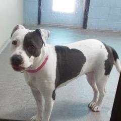 Enlarge Delilah, a Adoptable mixed breed in Green Valley, AZ image 3/6