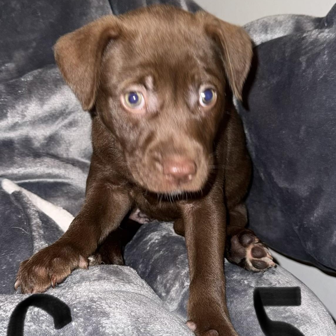 Enlarge PUPPY GIRL 5, an adopted mixed breed in Weatherford, TX image 2/6