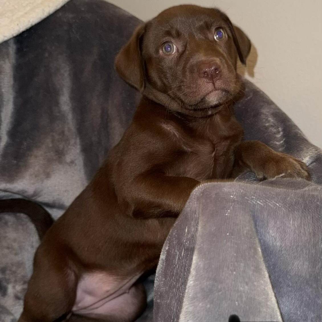 Enlarge PUPPY GIRL 5, an adopted mixed breed in Weatherford, TX image 3/6