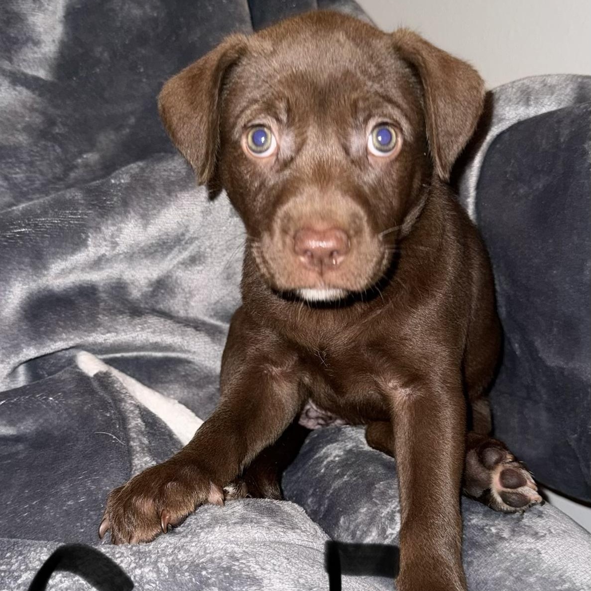 PUPPY GIRL 5, adopted, Puppy Female Pit Bull Terrier & Australian Cattle Dog / Blue Heeler.