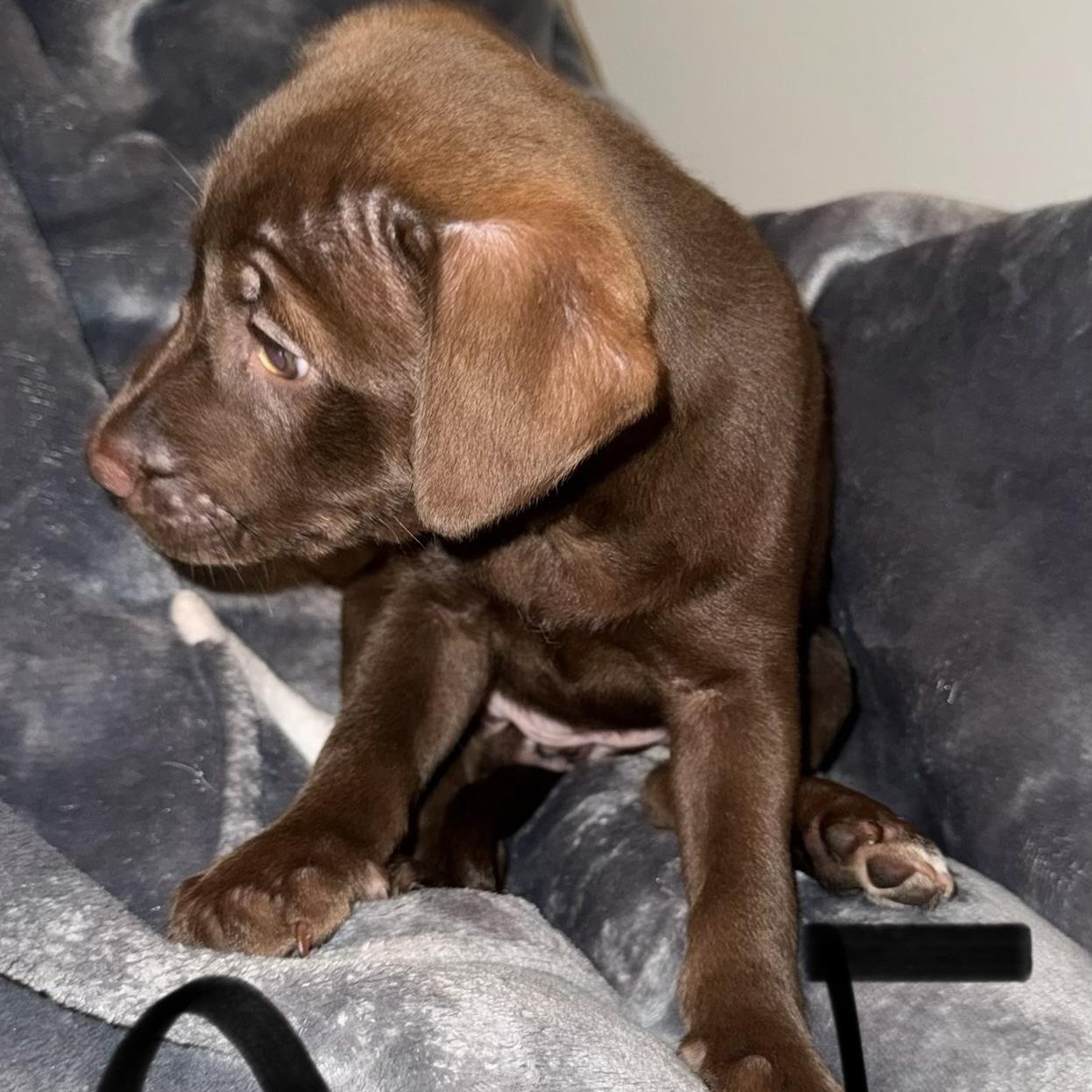 Enlarge PUPPY GIRL 5, an adopted mixed breed in Weatherford, TX image 5/6