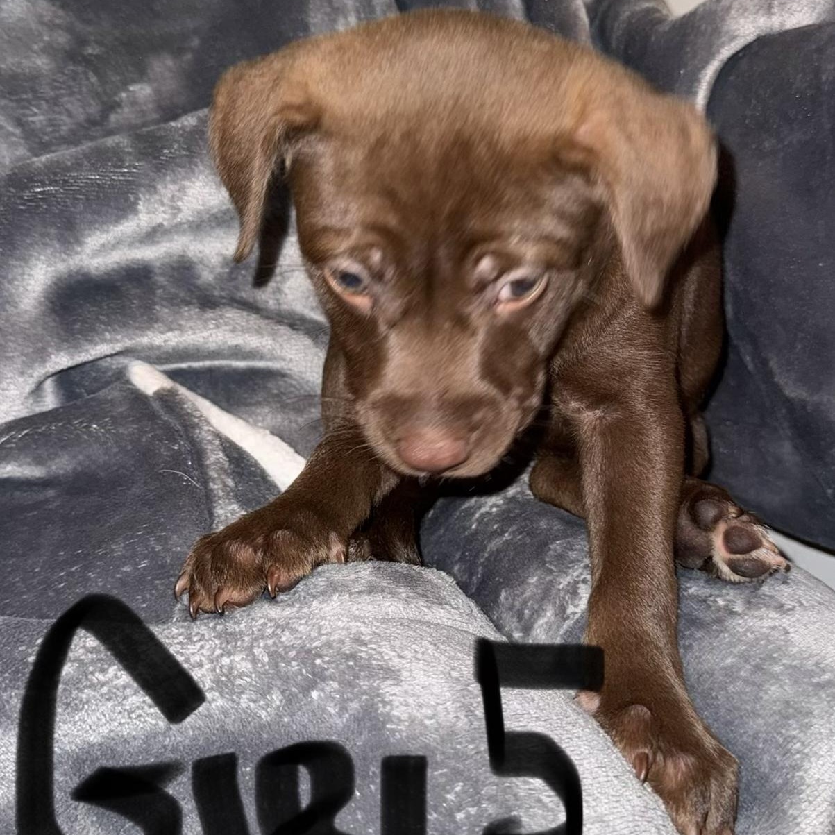 Enlarge PUPPY GIRL 5, an adopted mixed breed in Weatherford, TX image 4/6