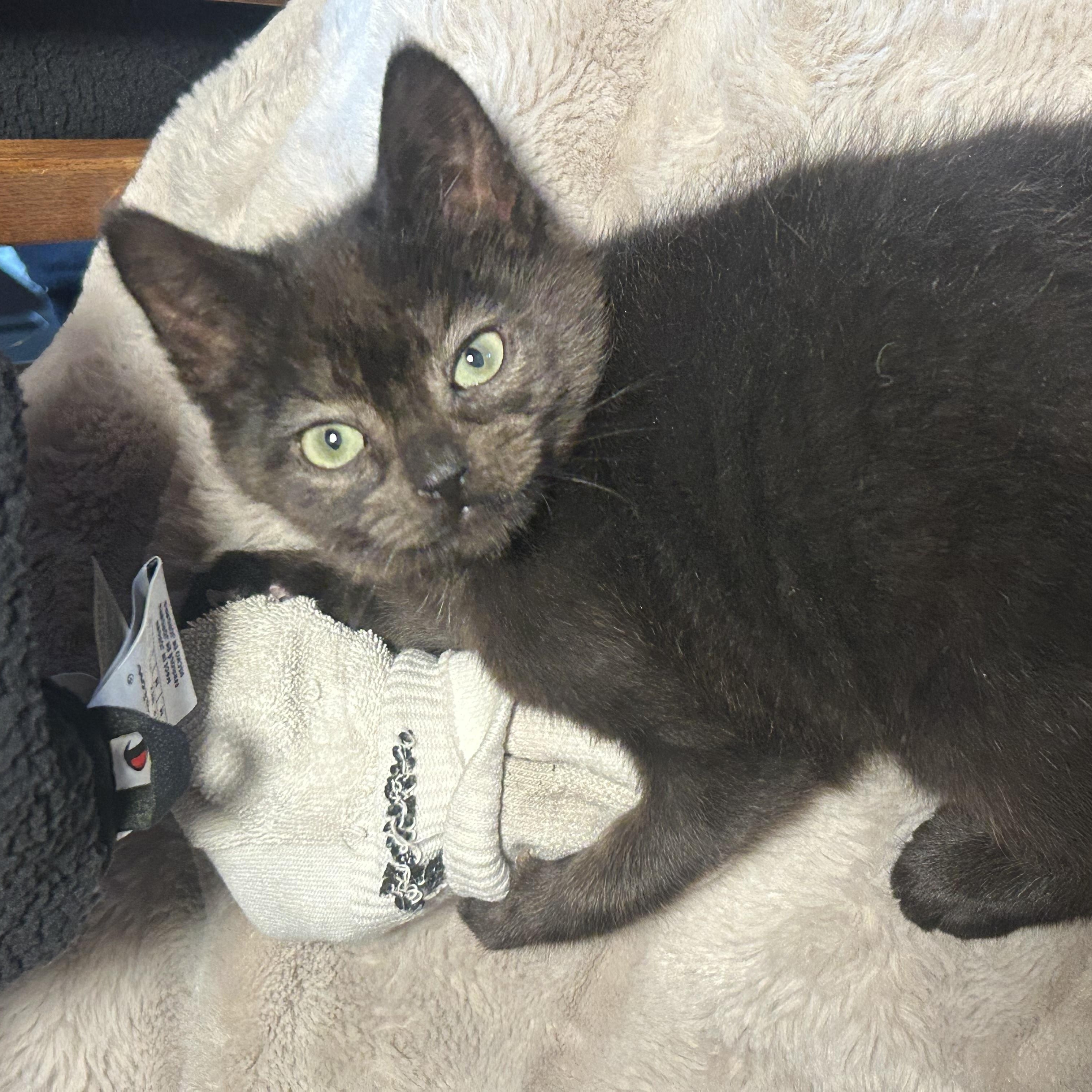 Mavis (*part of bonded pair), adopted, Kitten Female Domestic Medium Hair.