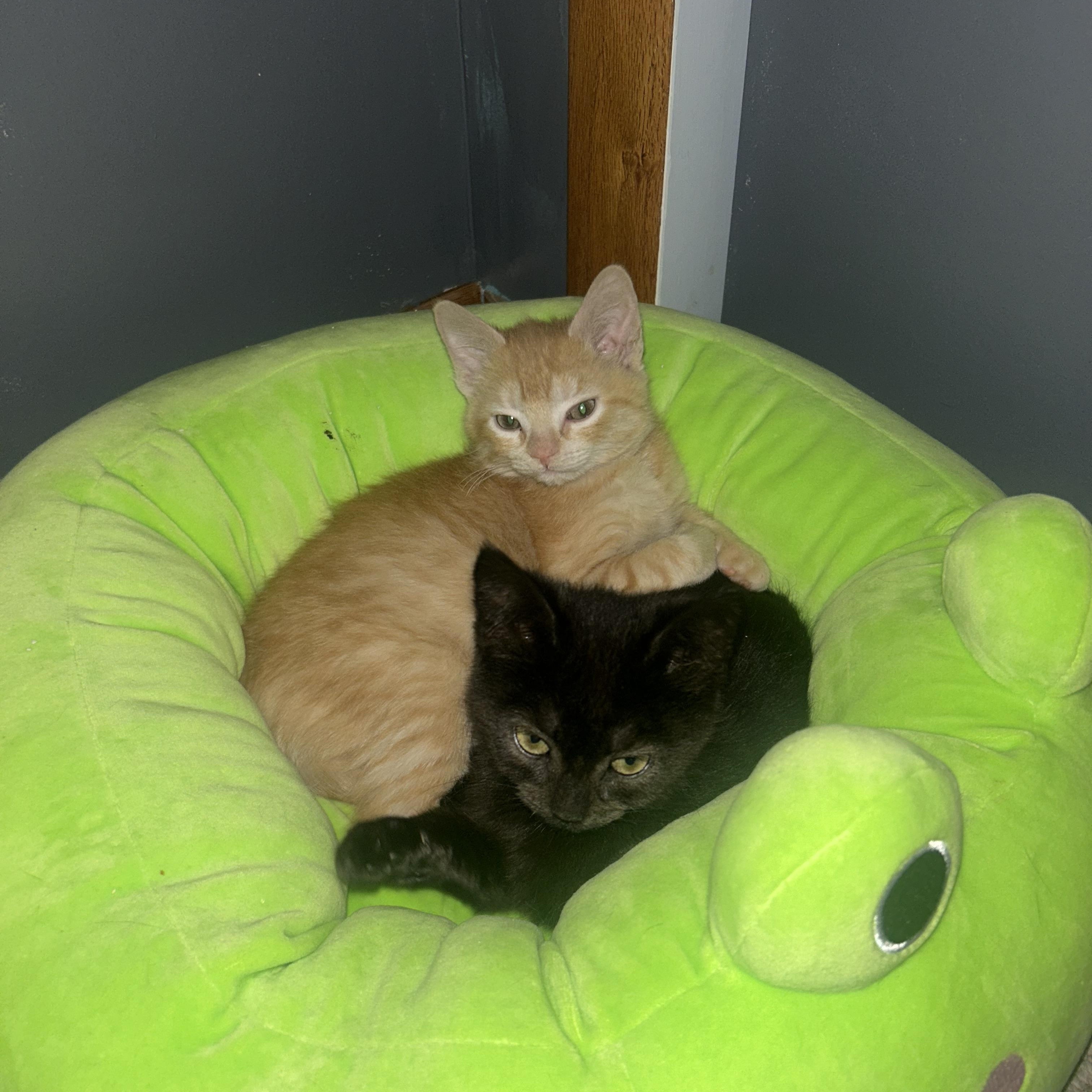 Enlarge Mavis (*part of bonded pair), an adopted Domestic Medium Hair in Hellertown, PA image 3/6