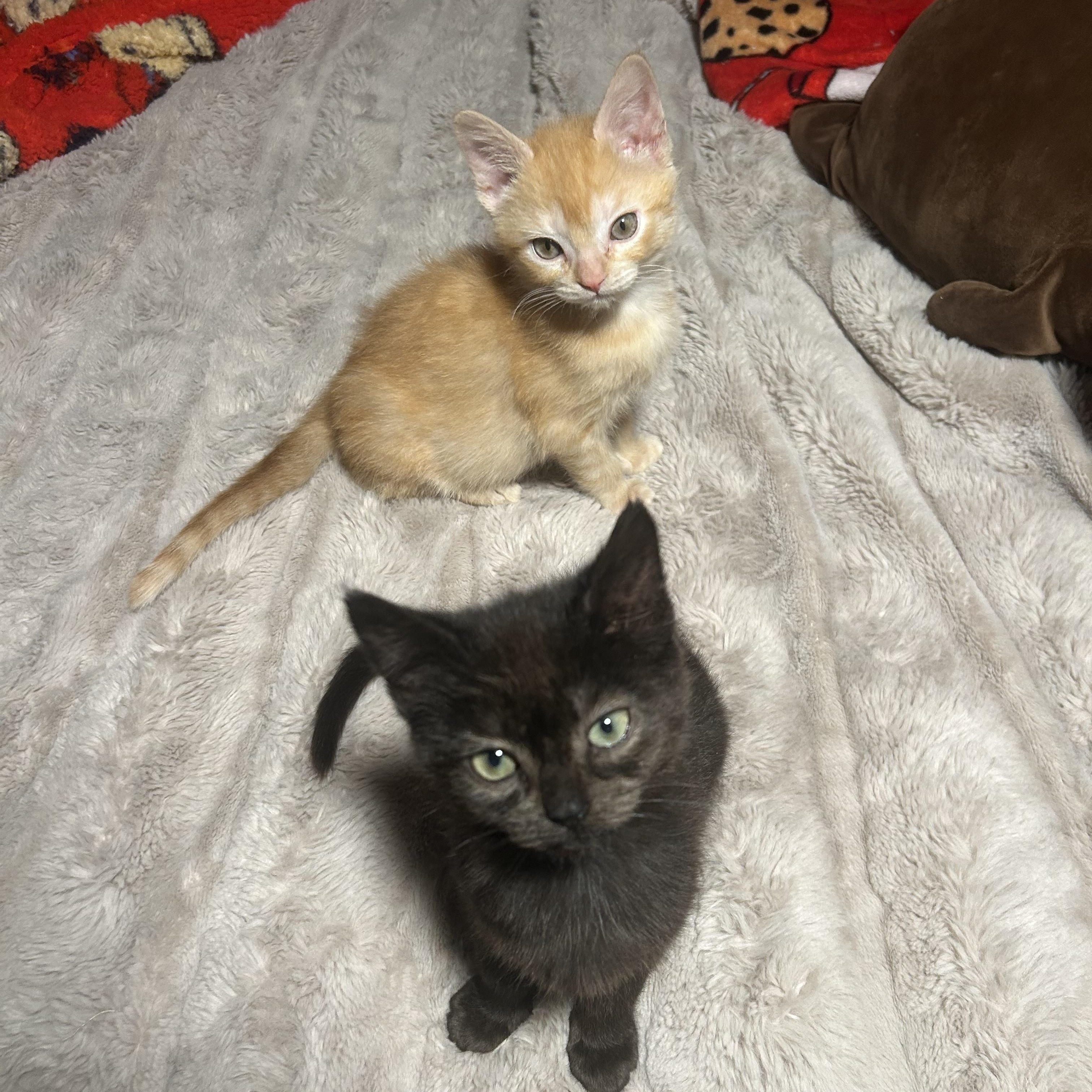 Enlarge Mavis (*part of bonded pair), an adopted Domestic Medium Hair in Hellertown, PA image 5/6