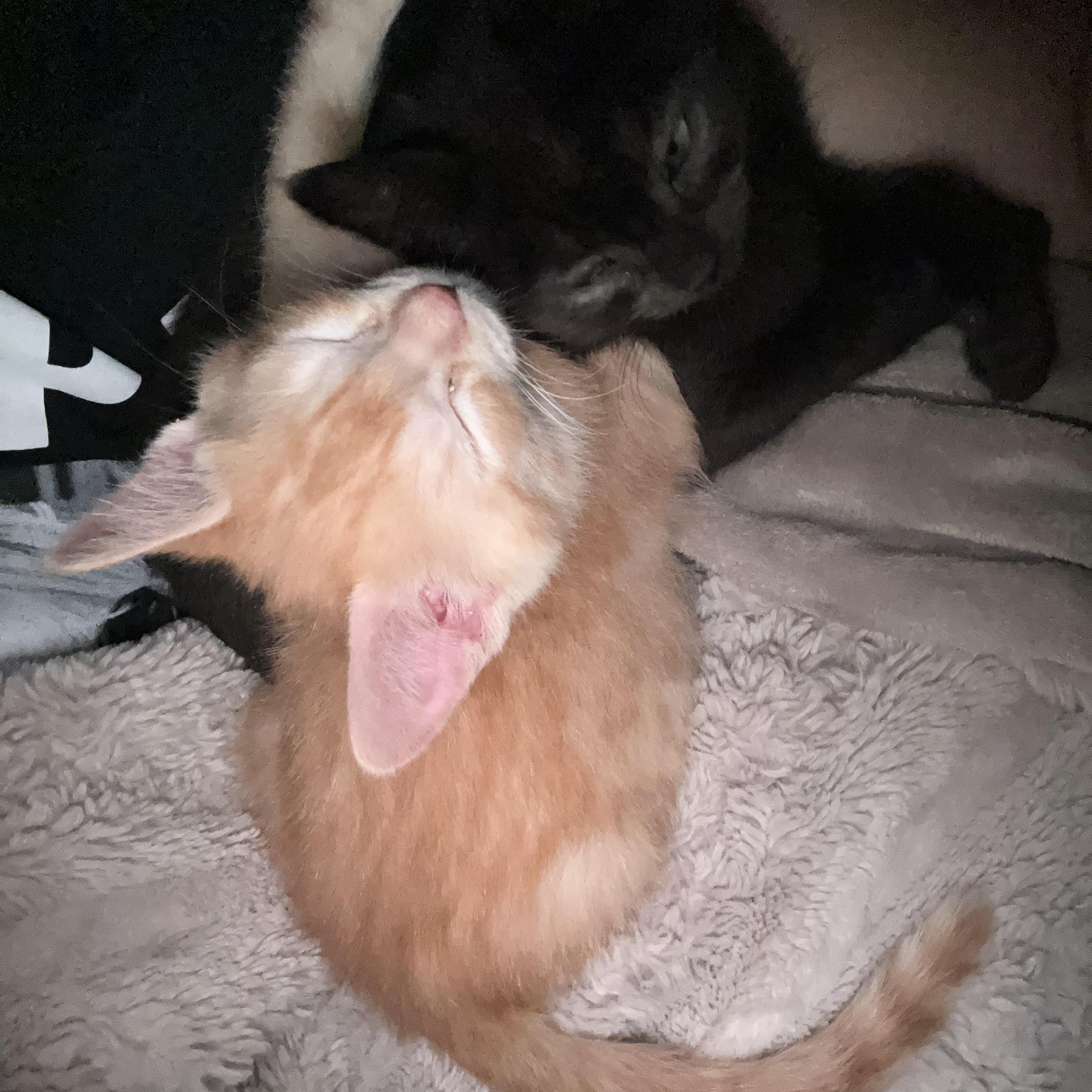 Enlarge Mavis (*part of bonded pair), an adopted Domestic Medium Hair in Hellertown, PA image 6/6