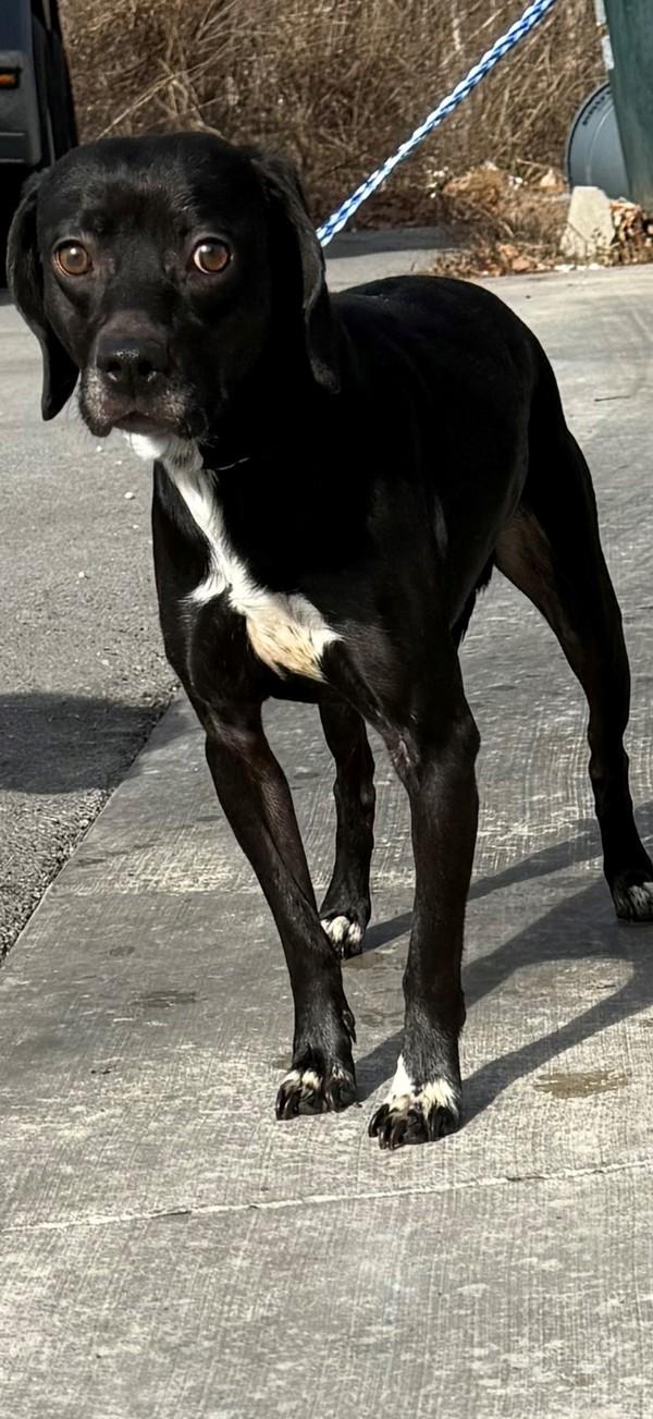 Enlarge Bert, a Adoptable mixed breed in Campbellsville, KY image 1/1