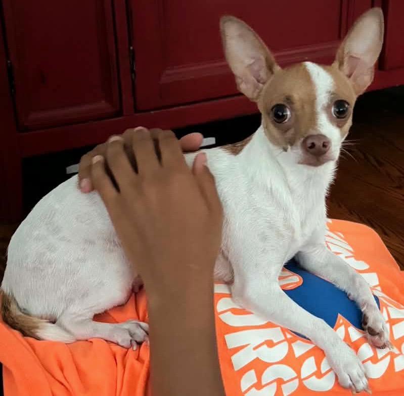 Enlarge Beyoncé, a ADOPTABLE Chihuahua in Silver Spring, MD image 4/5