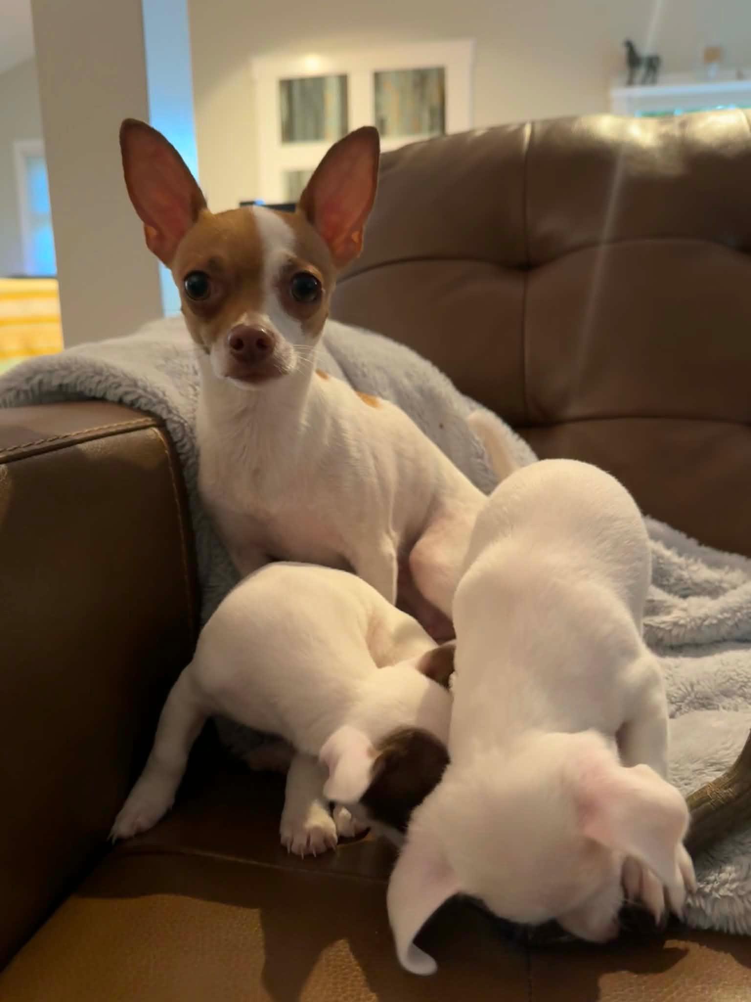 Enlarge Beyoncé, a ADOPTABLE Chihuahua in Silver Spring, MD image 2/5