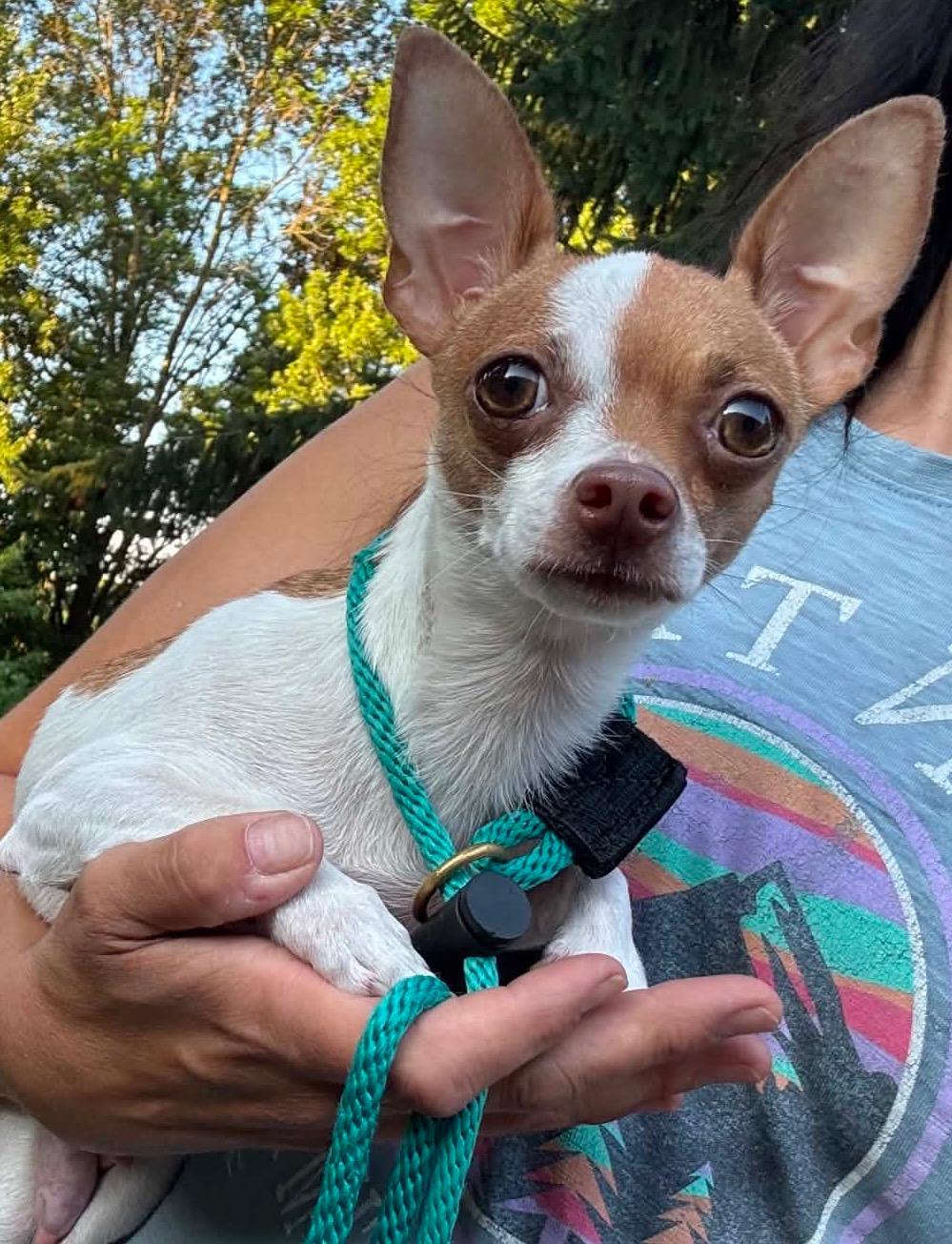 Beyoncé, ADOPTABLE, Young Female Chihuahua.