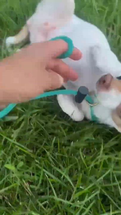 Enlarge Beyoncé, a ADOPTABLE Chihuahua in Silver Spring, MD video 3/5