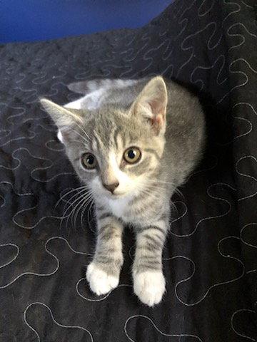 Juanita, Adoptable, Kitten Female Domestic Short Hair.