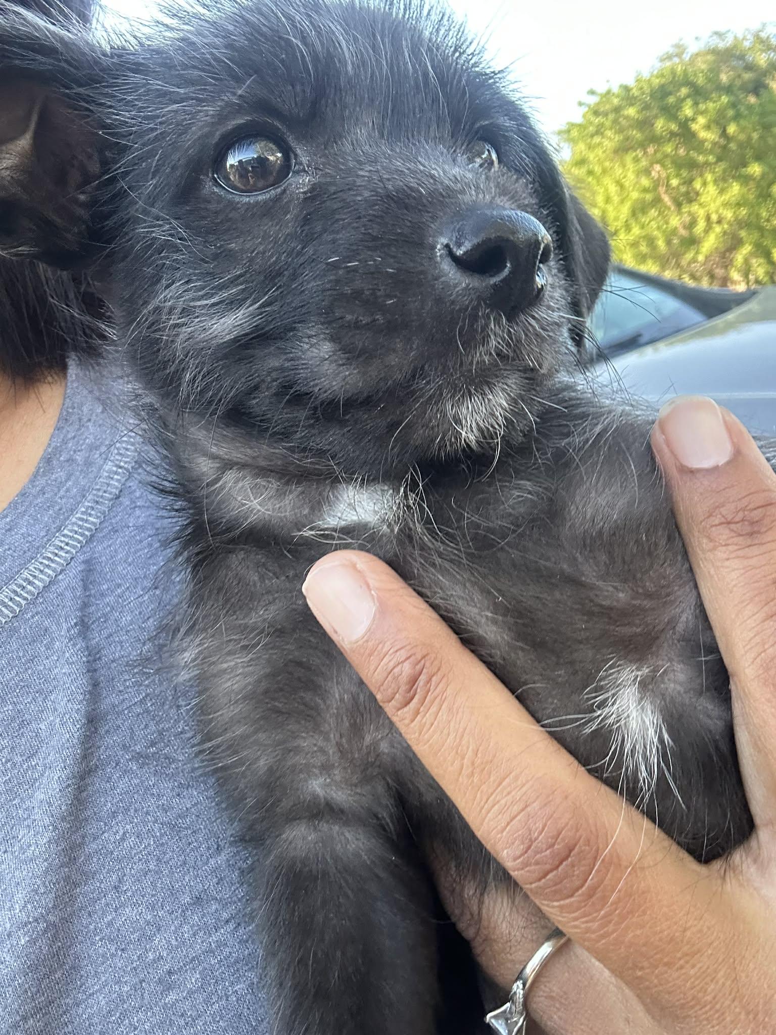 Enlarge Ash (Coming Soon), a ADOPTABLE mixed breed in Gainesville, VA image 1/1