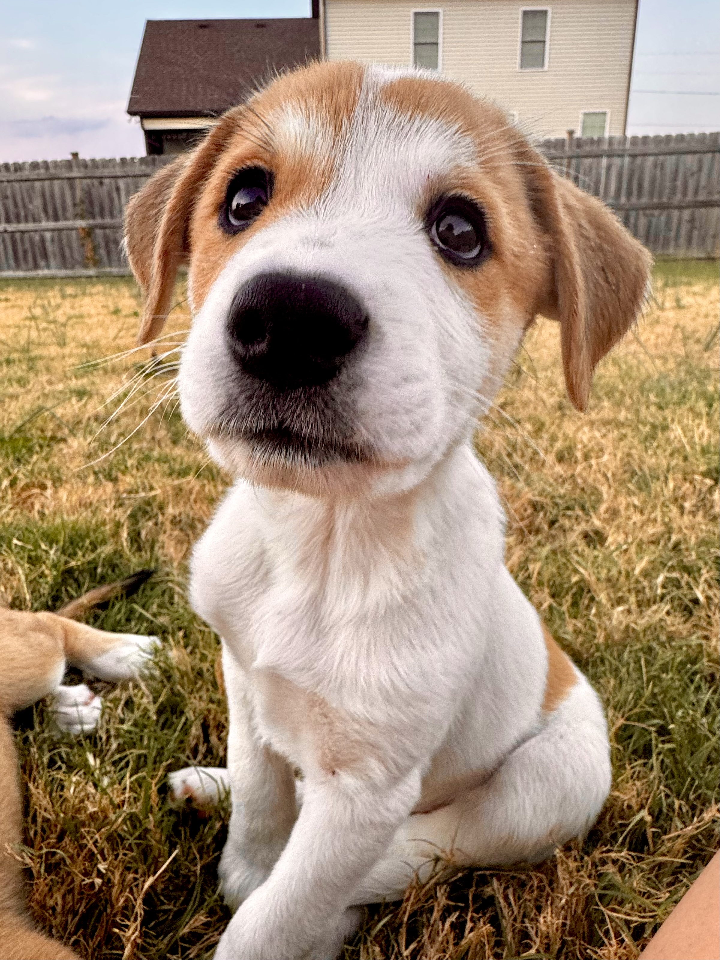 Dog for adoption Nemo, a Brittany Spaniel & Tennessee Treeing Brindle