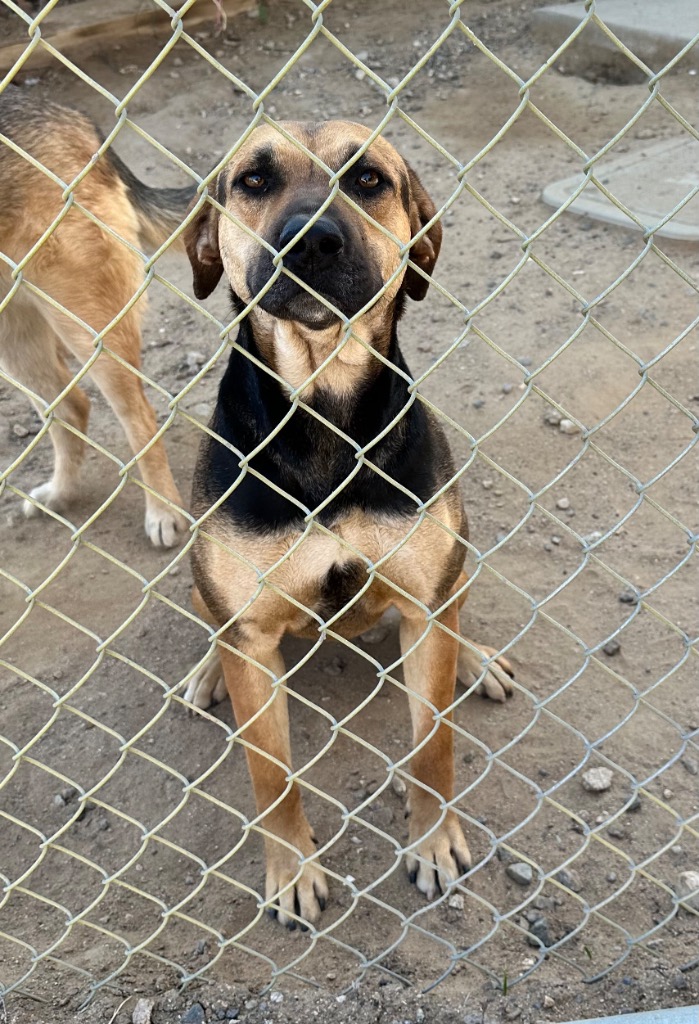 Melody, Adoptable, Young Female Coonhound.