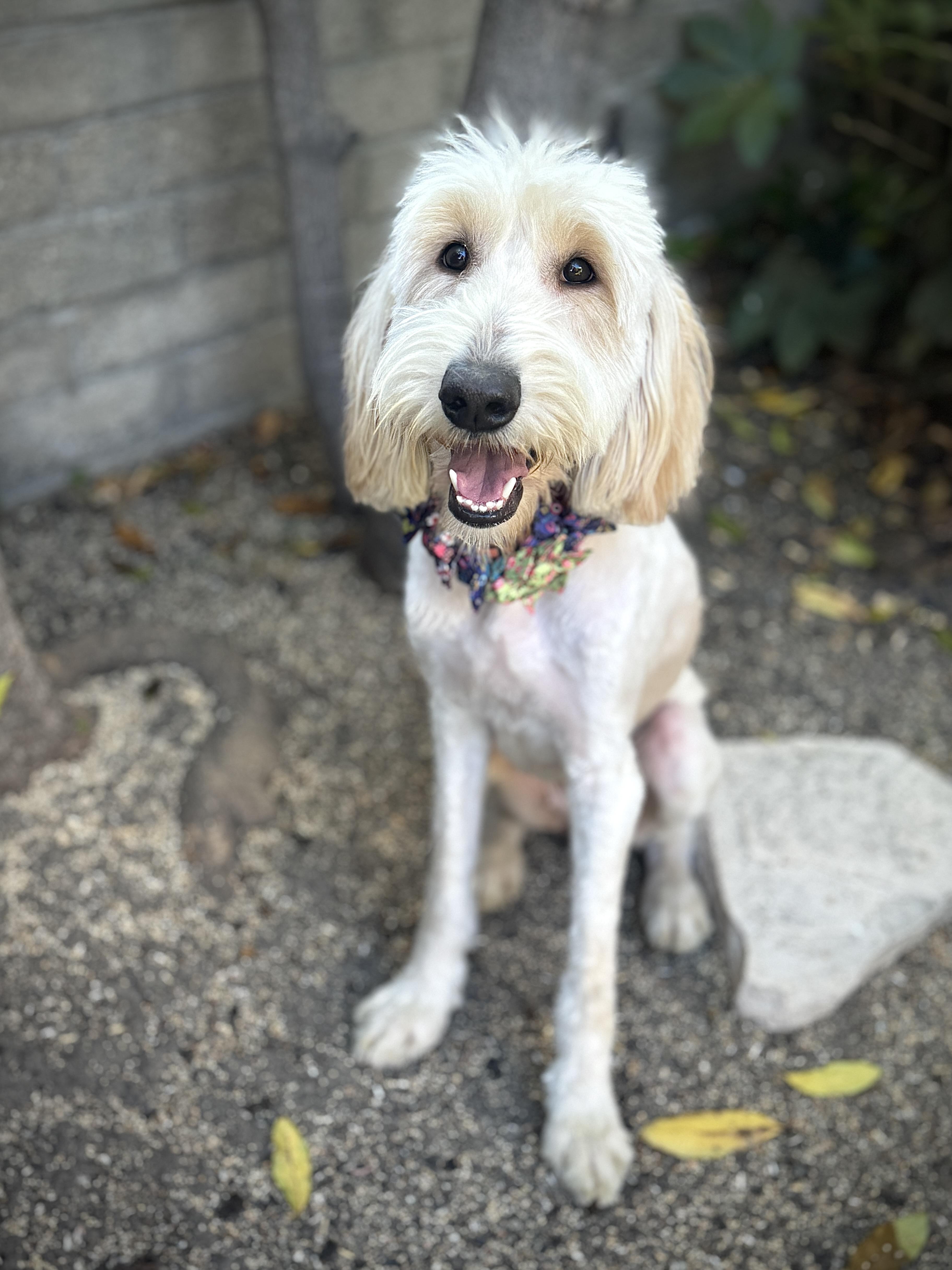 Lilly, an adoptable Goldendoodle in Torrance, CA, 90505 | Photo Image 2