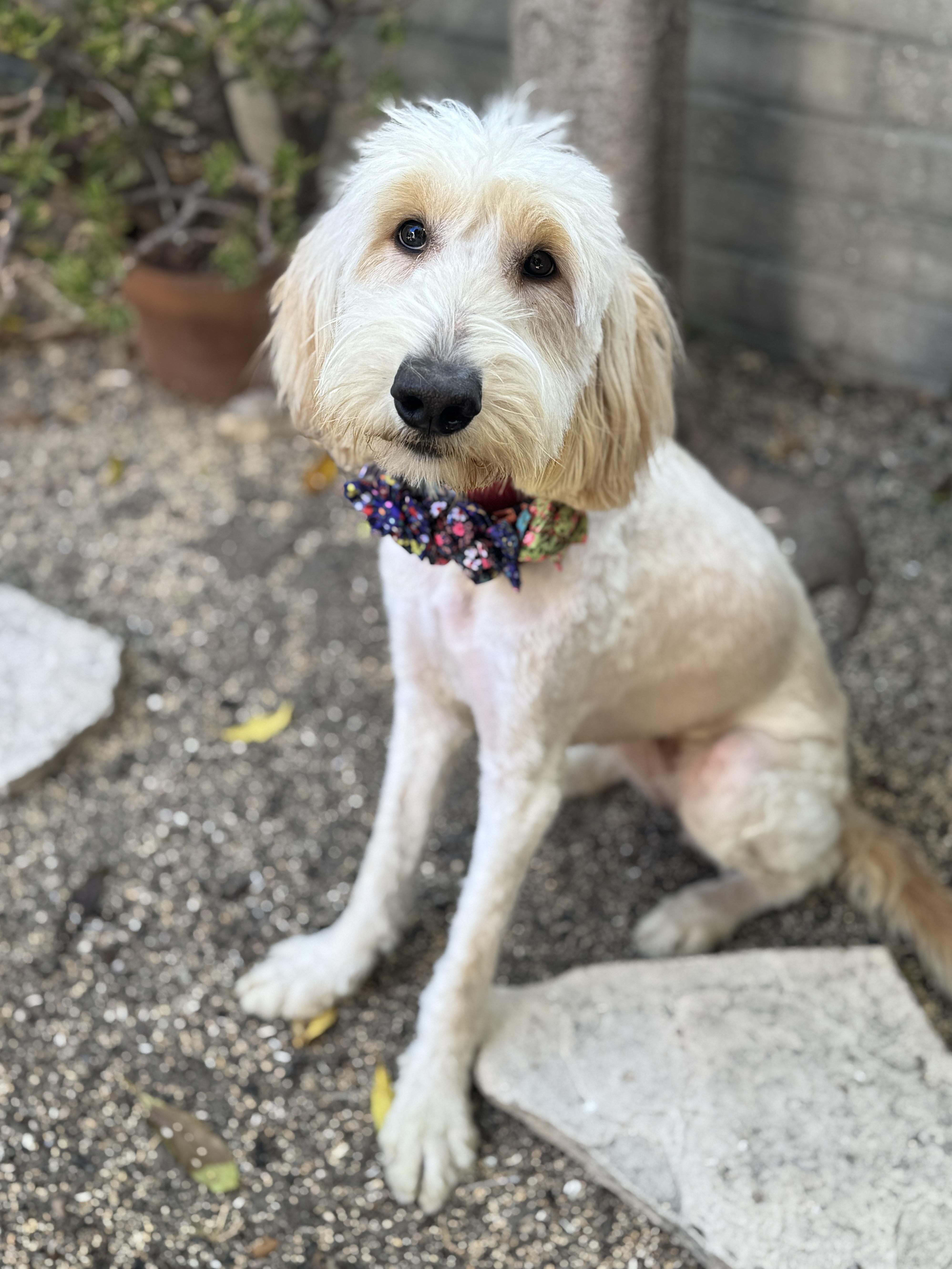 Lilly photo 3
