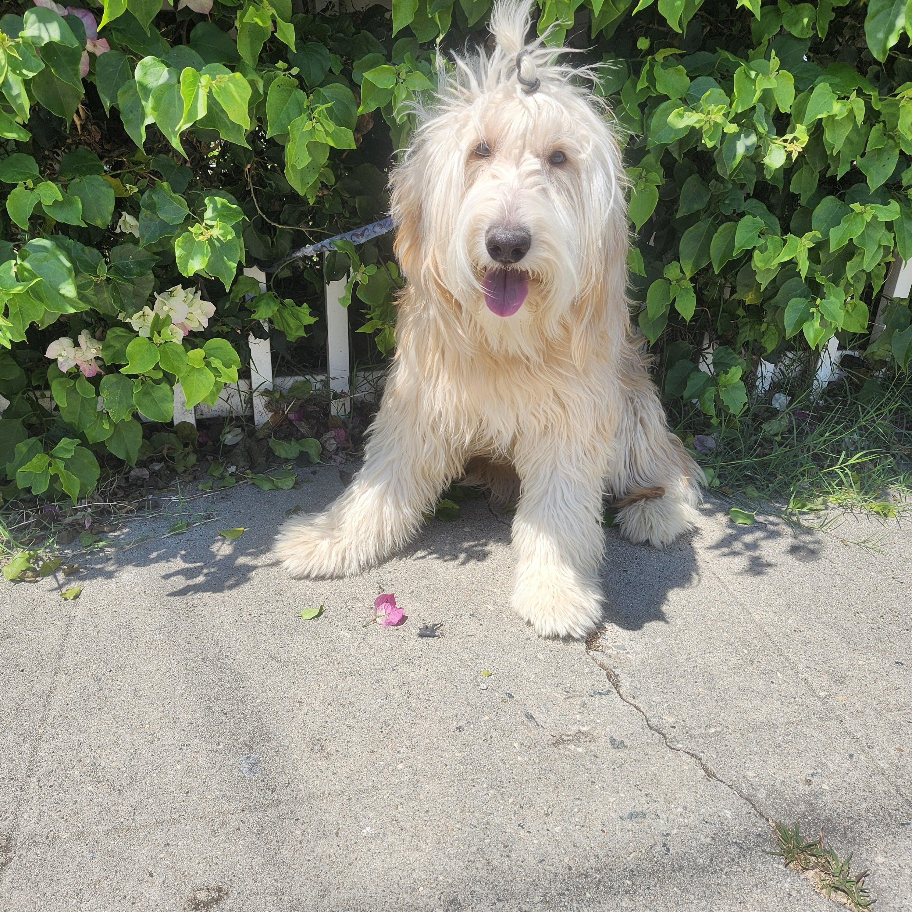 Lilly photo 4