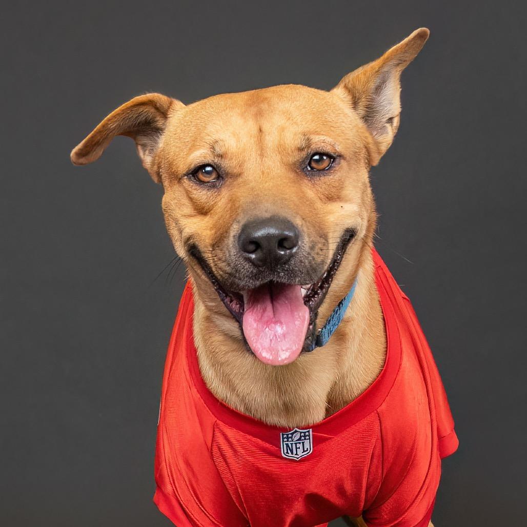 Cody, Adoptable, Adult Male Pit Bull Terrier.