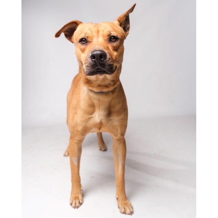 Enlarge Cody, a Adoptable mixed breed in Palm Springs, CA image 2/3