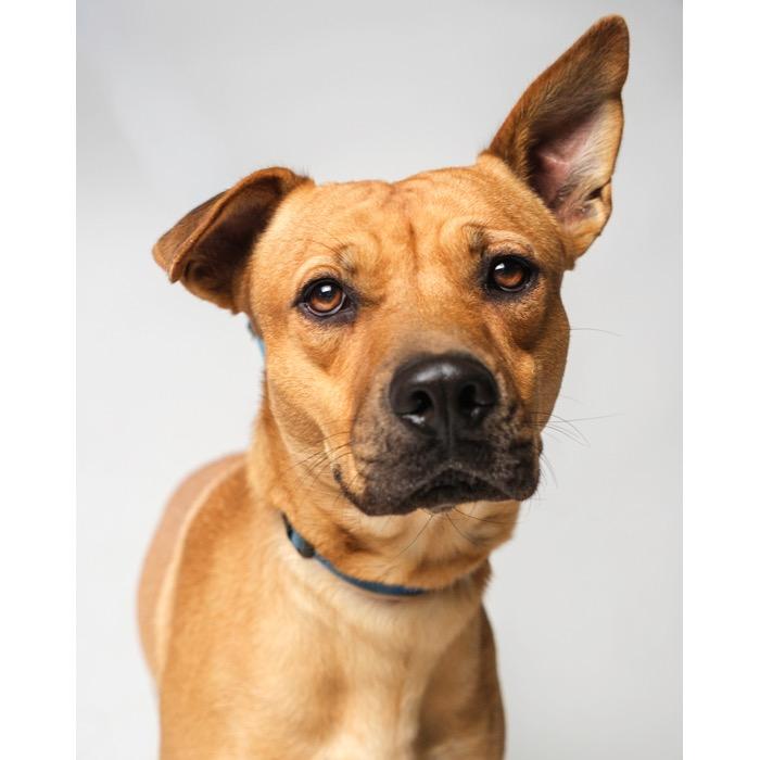 Enlarge Cody, a Adoptable mixed breed in Palm Springs, CA image 3/3