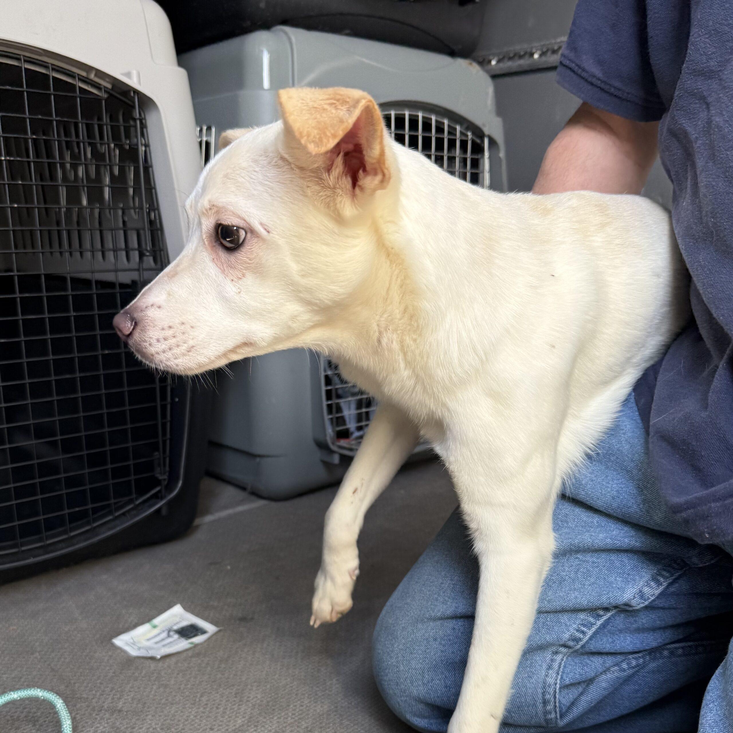 Chobani — thumbnail 4