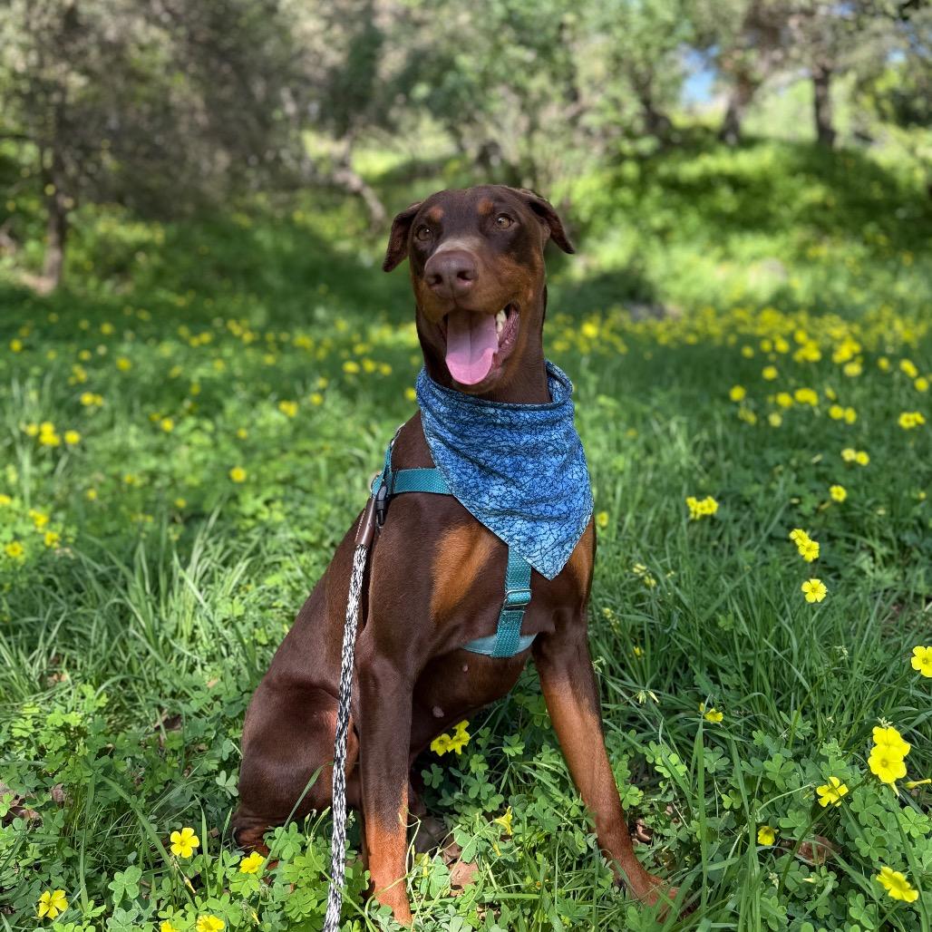 Sonic, Adoptable, Adult Male Doberman Pinscher.