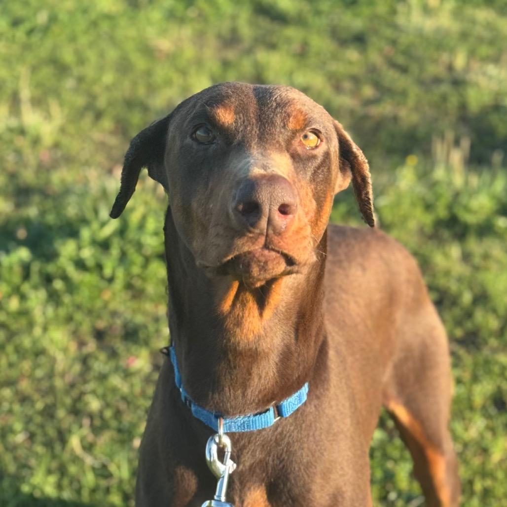 Enlarge Sonic, a Adoptable Doberman Pinscher in Santa Barbara, CA image 2/6
