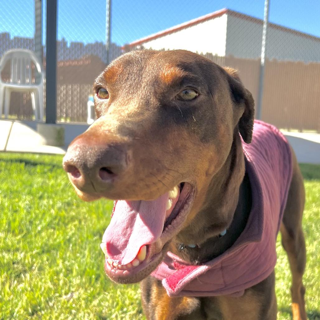 Enlarge Sonic, a Adoptable Doberman Pinscher in Santa Barbara, CA image 3/6