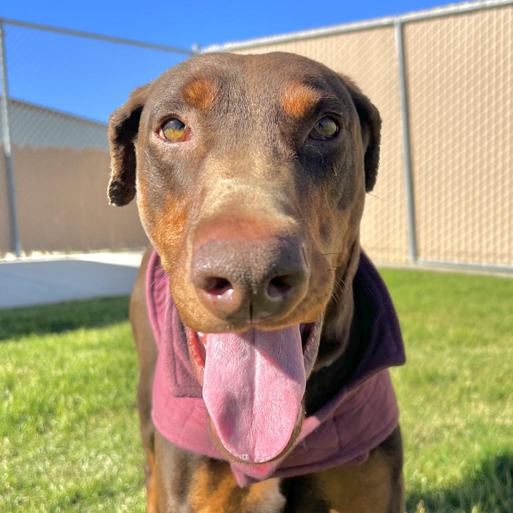 Enlarge Sonic, a Adoptable Doberman Pinscher in Santa Barbara, CA image 4/6