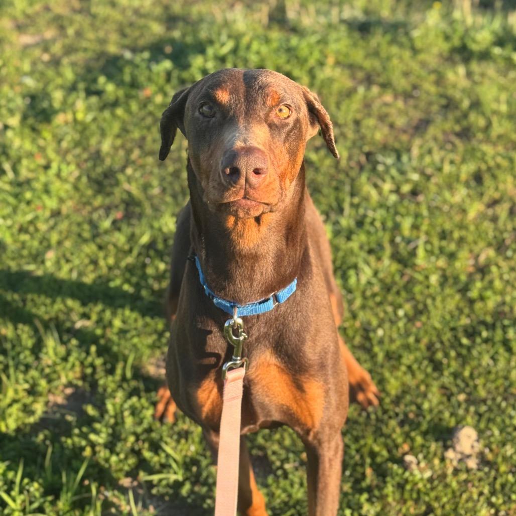 Enlarge Sonic, a Adoptable Doberman Pinscher in Santa Barbara, CA image 6/6
