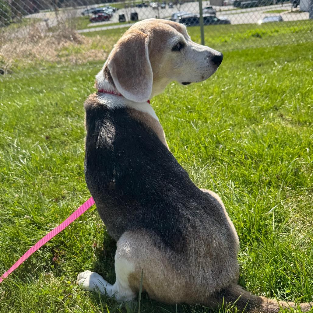 Queenie, Adoptable, Senior Female Mixed Breed & Beagle.