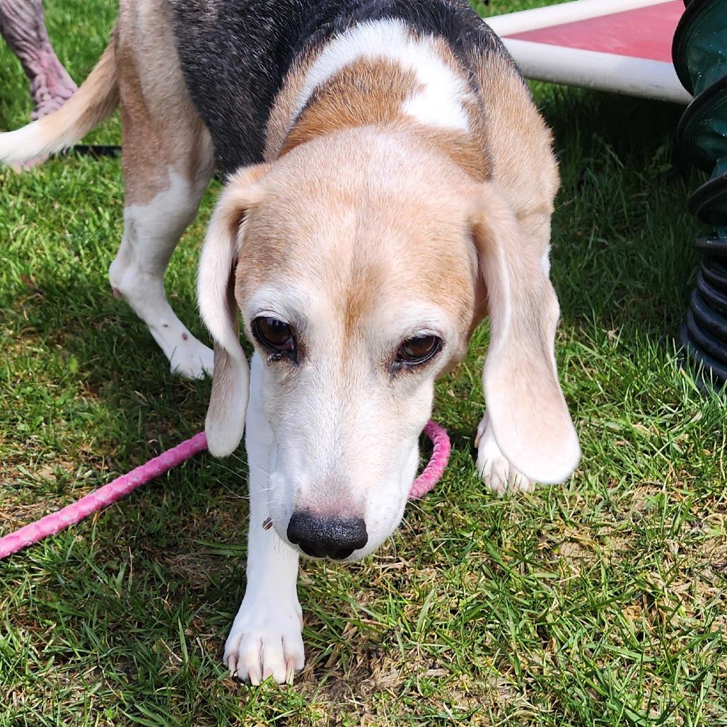 Queenie, a Adoptable mixed breed in Middlebury, VT image 2/6