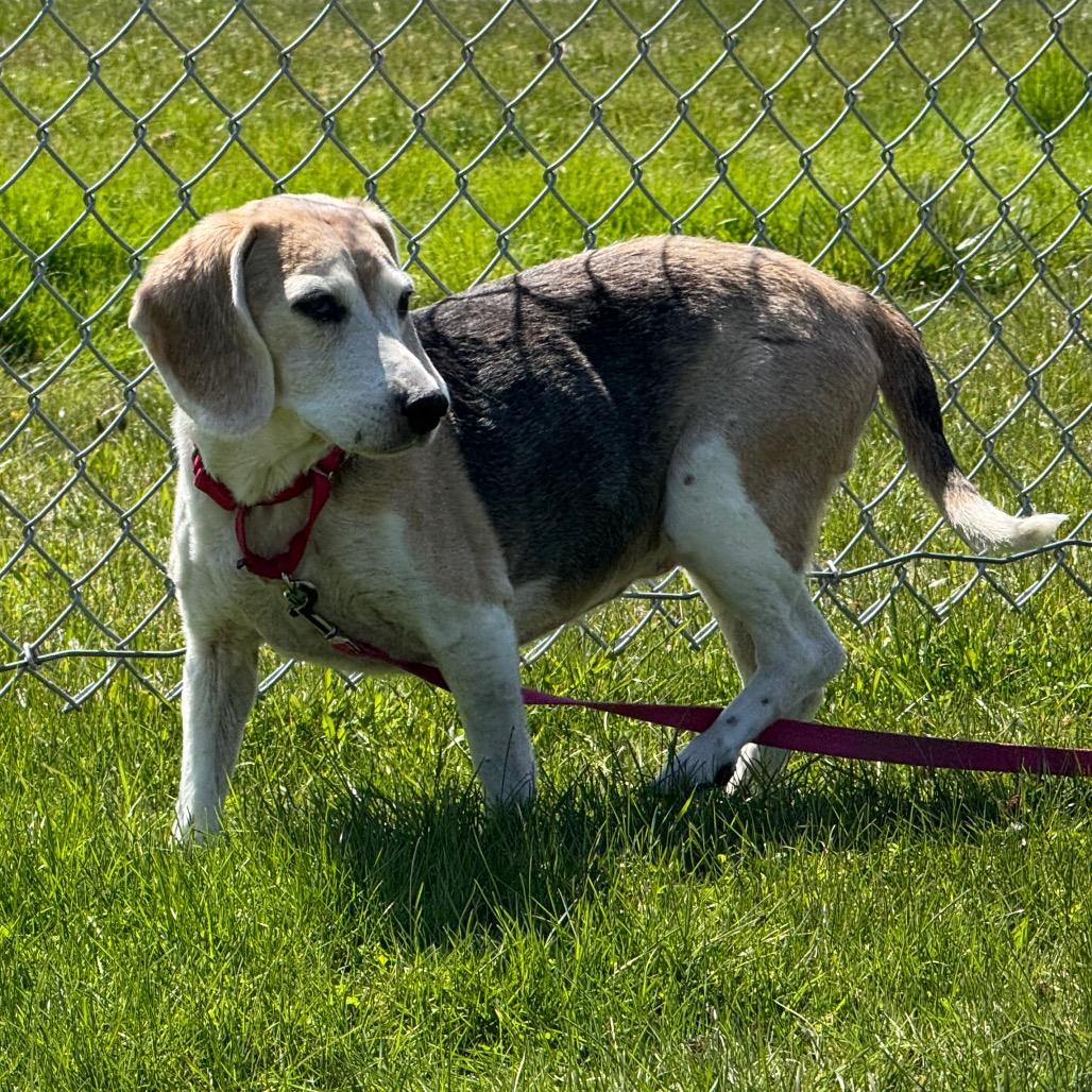 Queenie, a Adoptable mixed breed in Middlebury, VT image 3/6