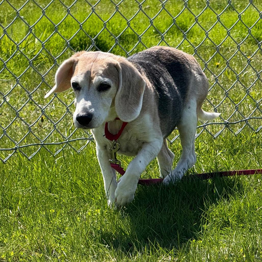 Queenie, a Adoptable mixed breed in Middlebury, VT image 4/6