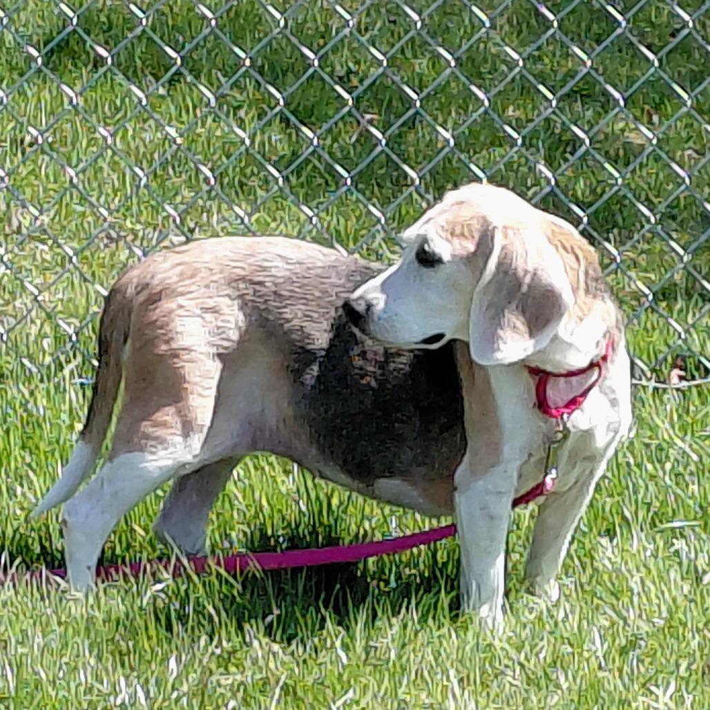 Queenie, a Adoptable mixed breed in Middlebury, VT image 5/6