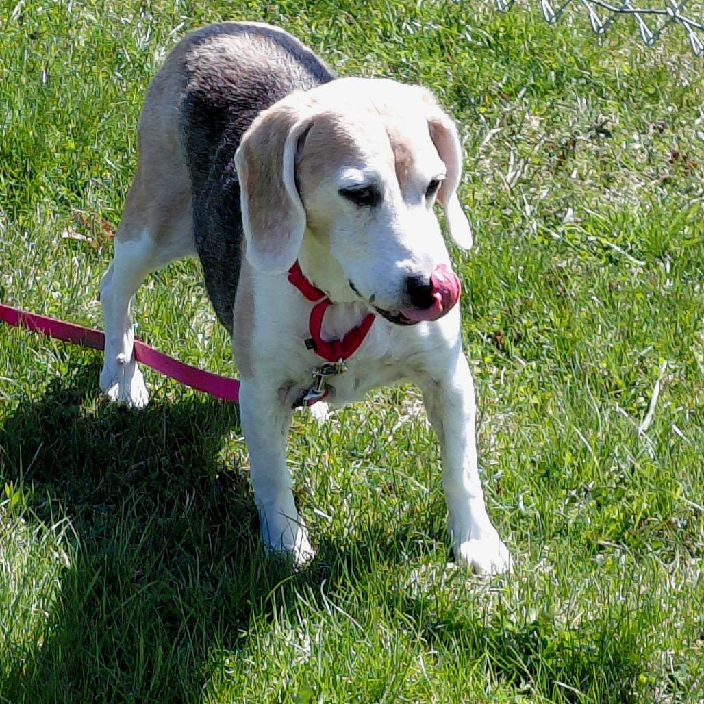 Queenie, a Adoptable mixed breed in Middlebury, VT image 6/6