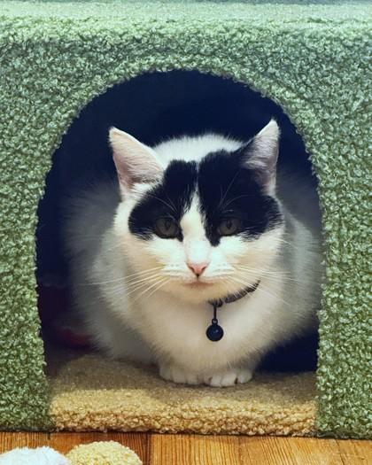 Kitty Girl, Adoptable, Adult Female Domestic Short Hair & Domestic Short Hair.