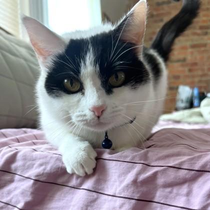 Enlarge Kitty Girl, a Adoptable mixed breed in Washington, DC image 2/2