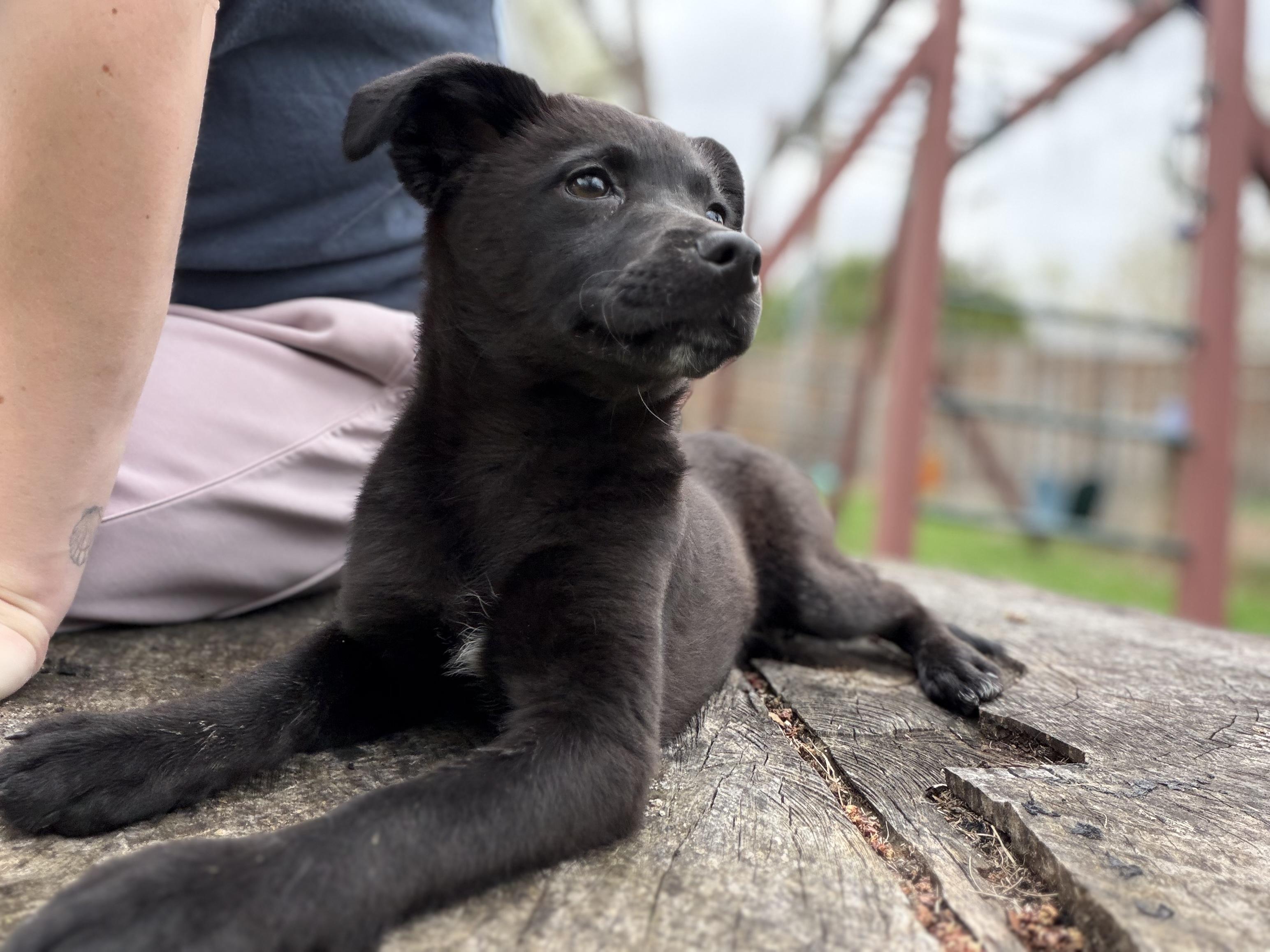 Enlarge Edie, a Adoptable mixed breed in Minneapolis, MN image 6/6
