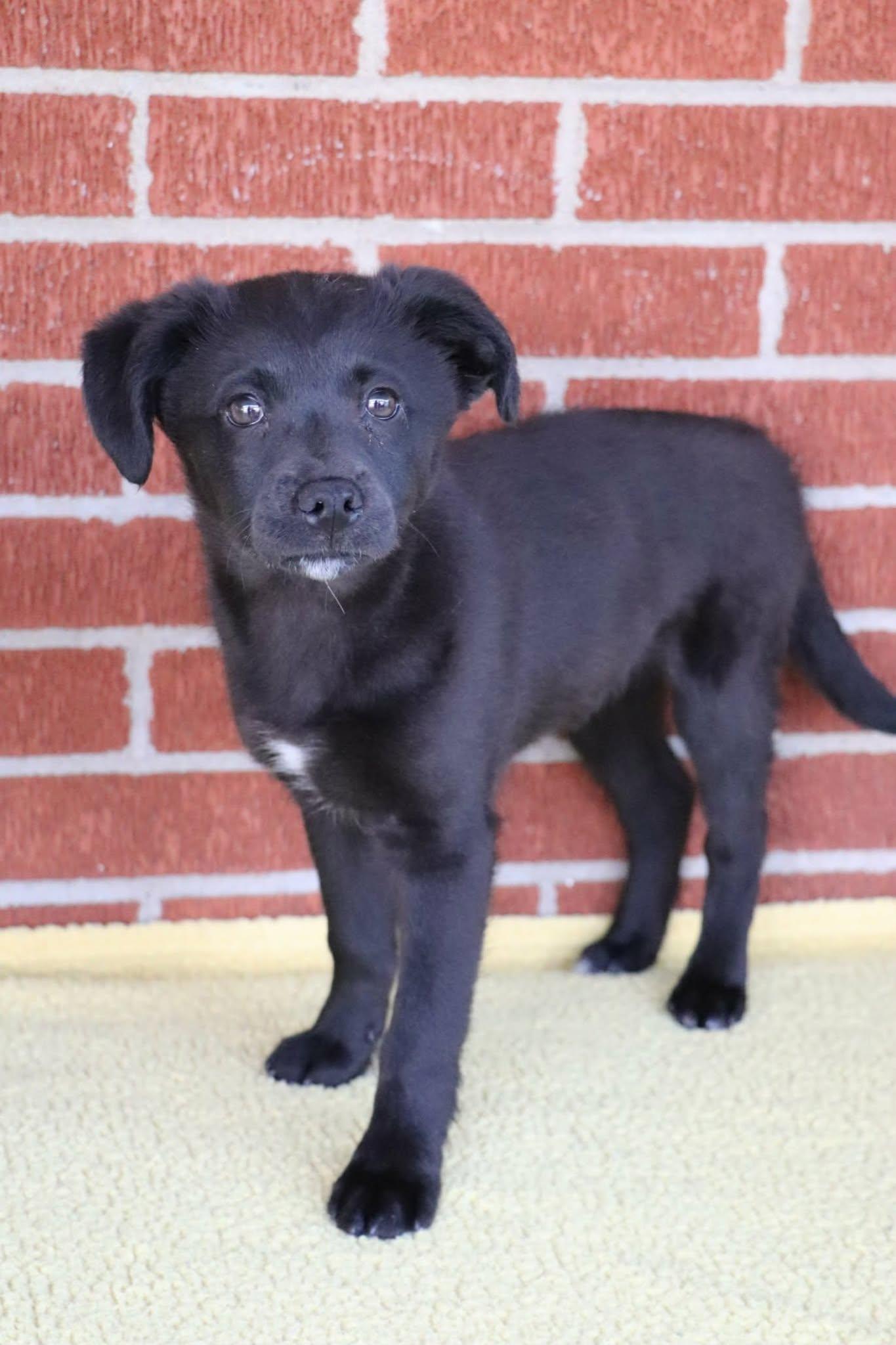 Edie, Adoptable, Puppy Female Black Labrador Retriever & Shepherd.