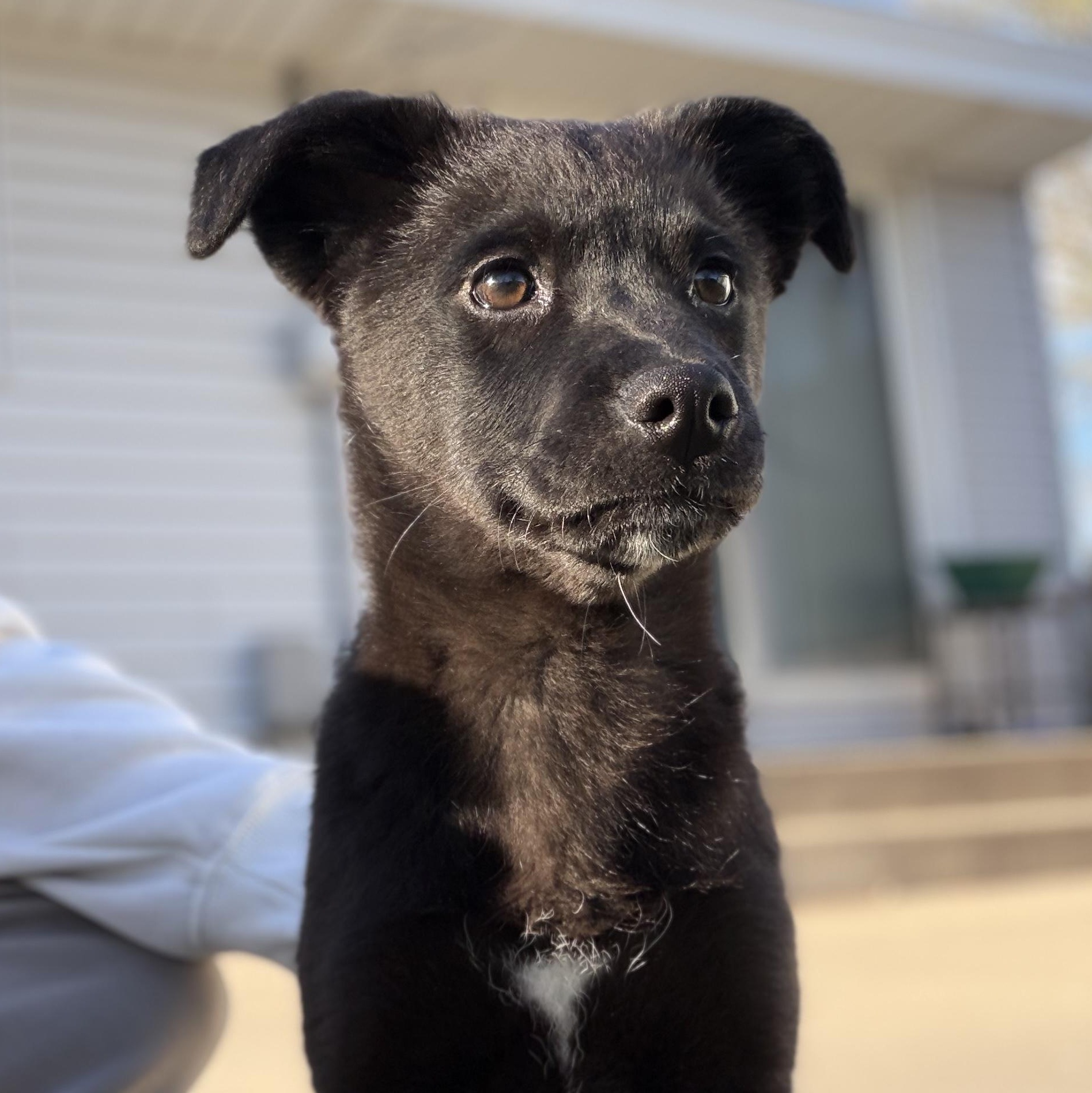 Enlarge Edie, a Adoptable mixed breed in Minneapolis, MN image 1/6