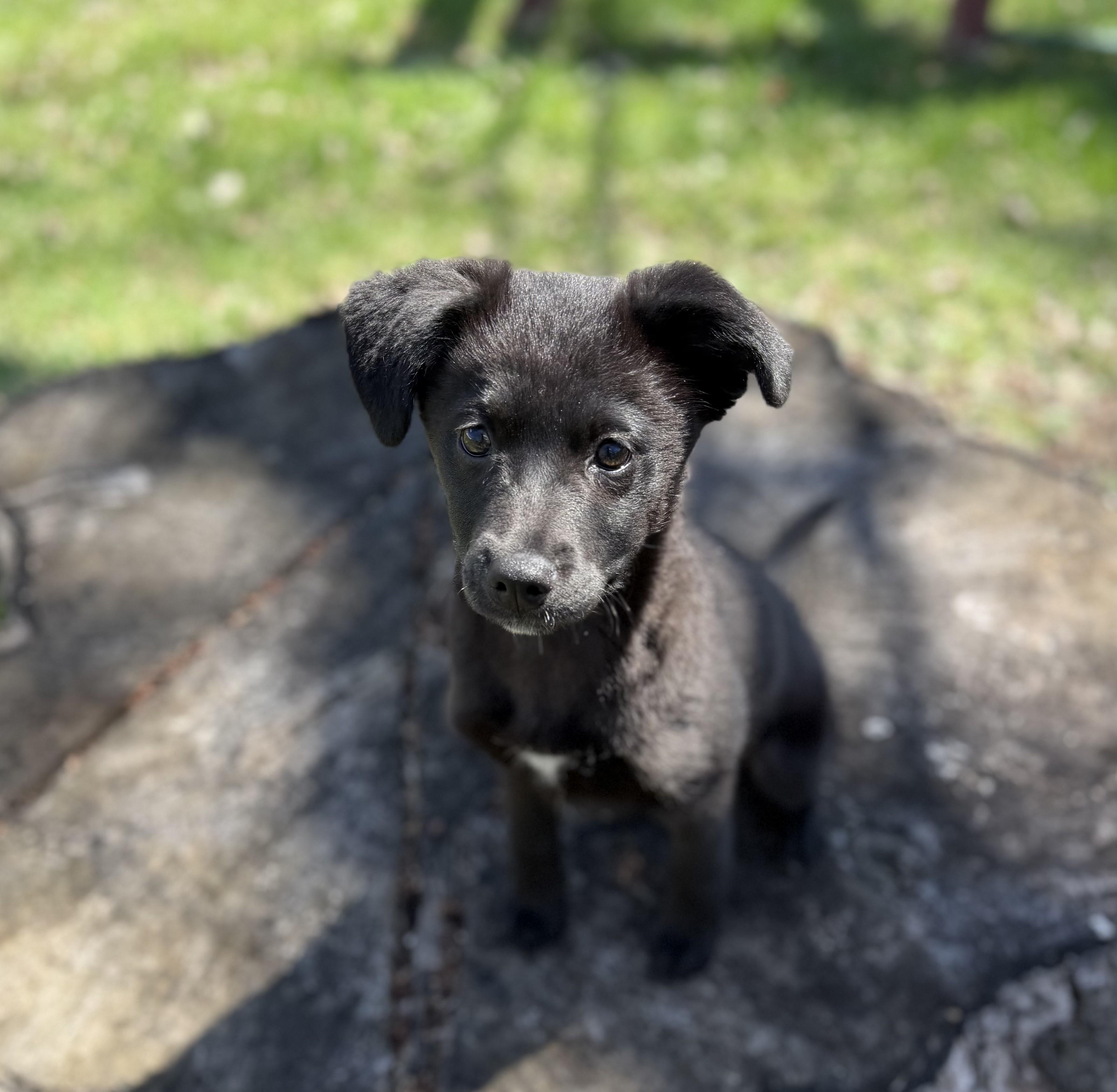 Enlarge Edie, a Adoptable mixed breed in Minneapolis, MN image 2/6