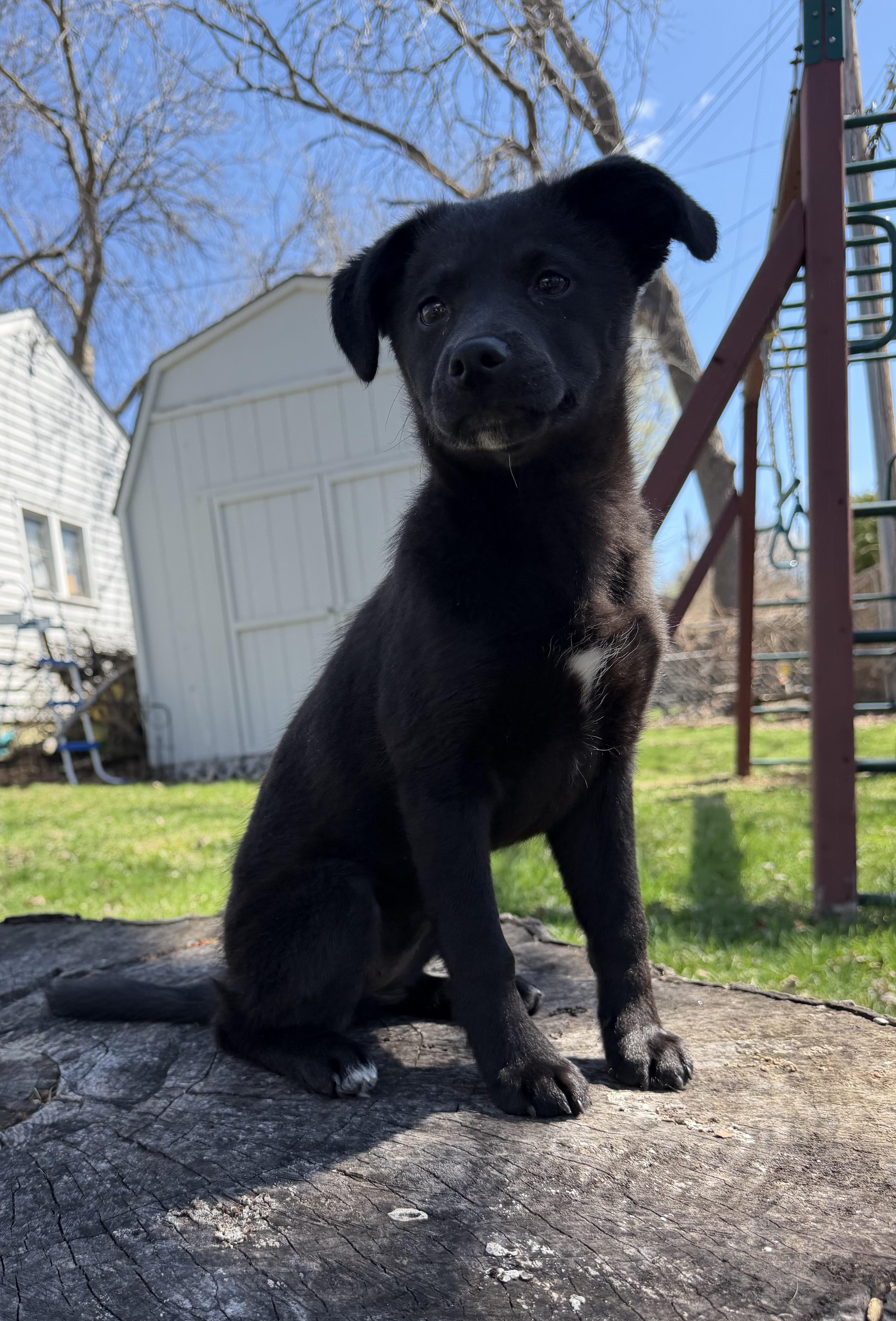 Enlarge Edie, a Adoptable mixed breed in Minneapolis, MN image 4/6