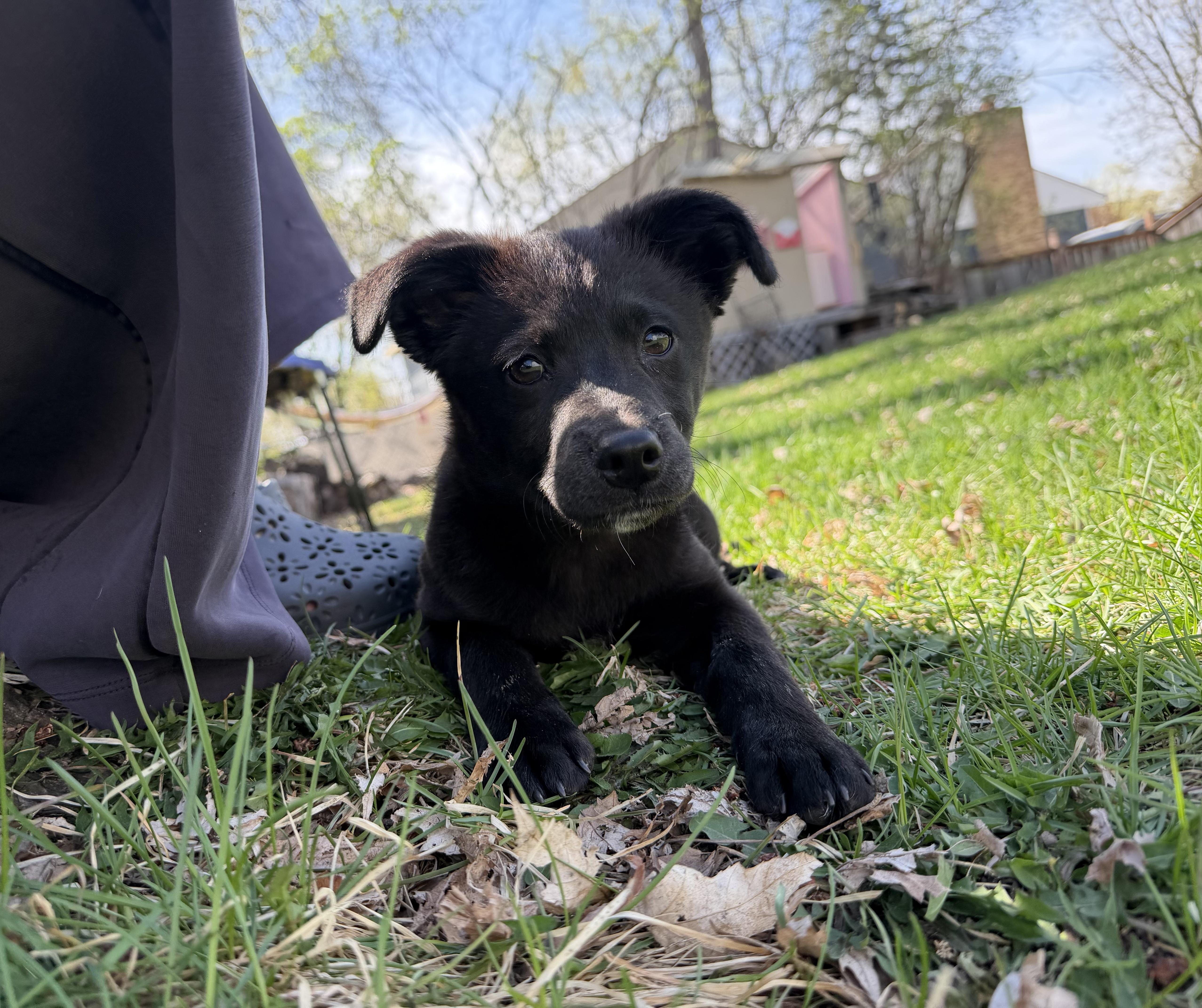Enlarge Edie, a Adoptable mixed breed in Minneapolis, MN image 5/6