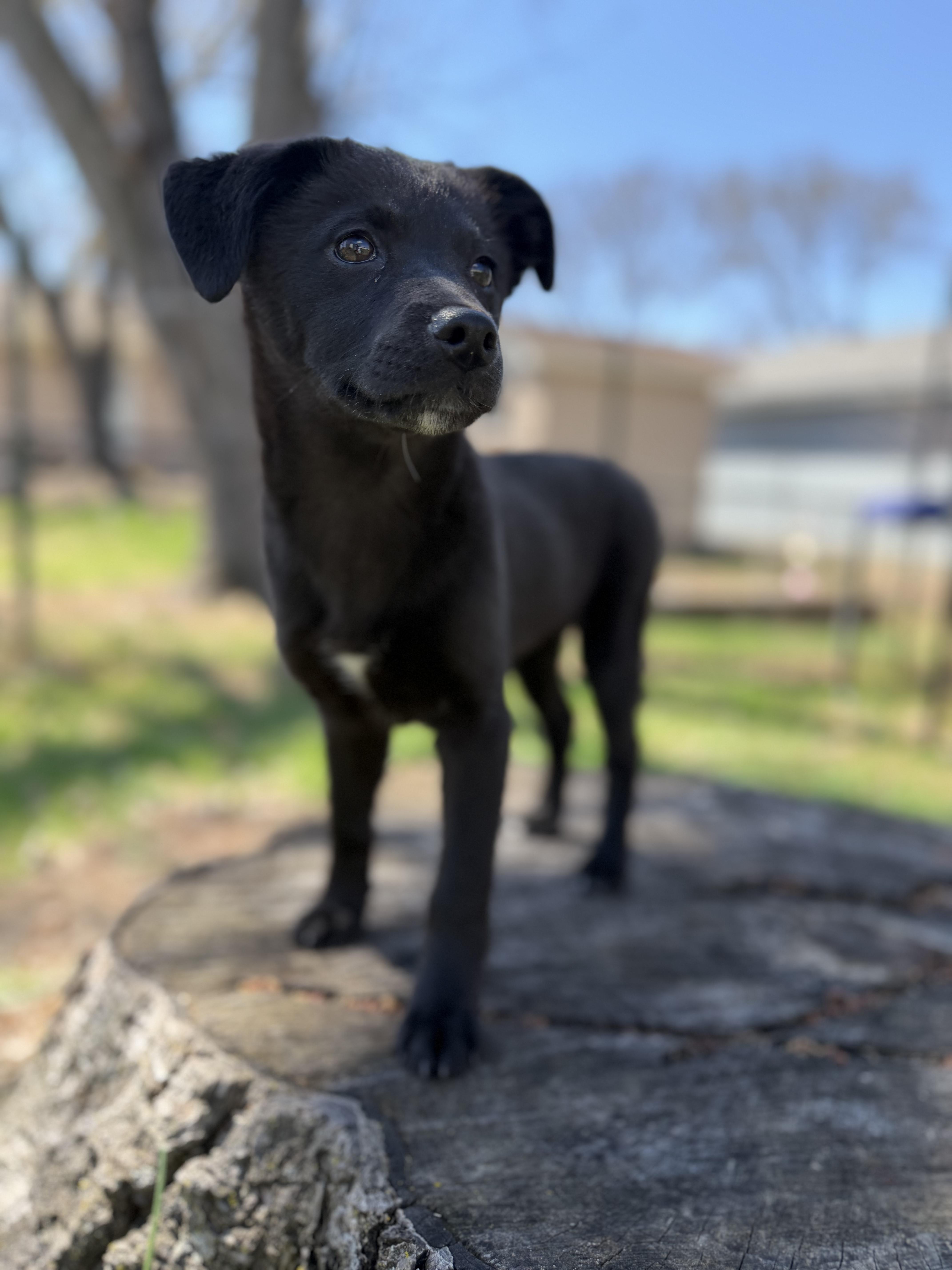 Enlarge Edie, a Adoptable mixed breed in Minneapolis, MN image 3/6