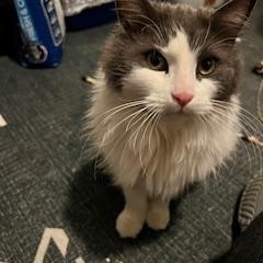 Enlarge Echo, a ADOPTABLE Domestic Medium Hair in Melrose, MA image 4/6