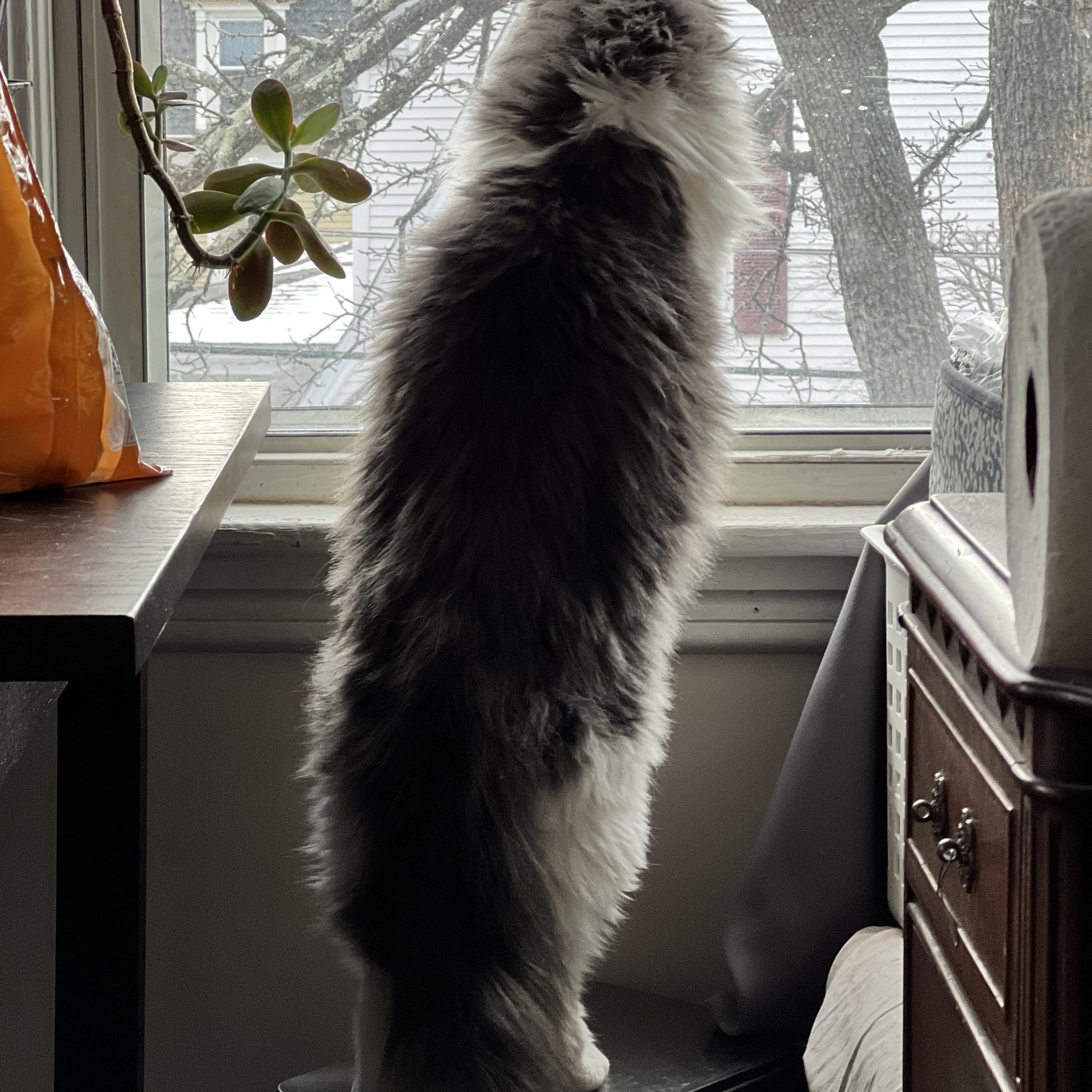 Enlarge Echo, a ADOPTABLE Domestic Medium Hair in Melrose, MA image 3/6